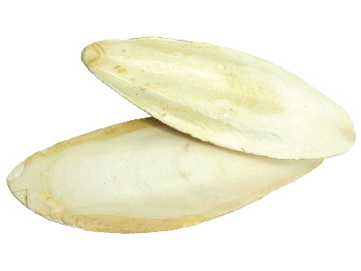 Cuttlefish, Approx 5-6 Per Bag.