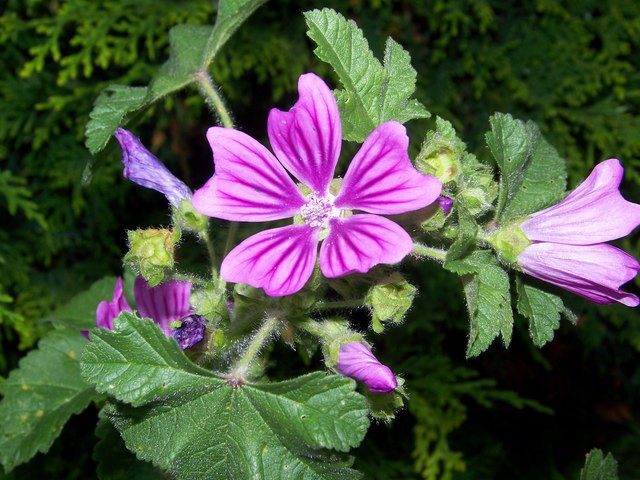 common mallow plant that gives us malachite