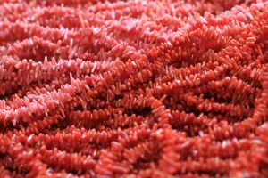 Gemstone Focus – Coral