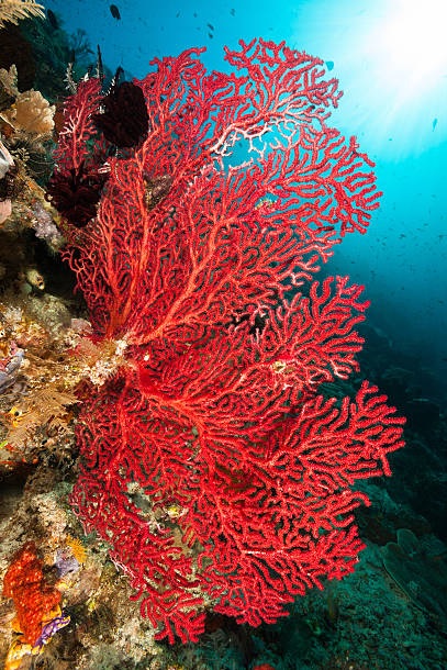 Gemstone Focus - Coral - The Bench