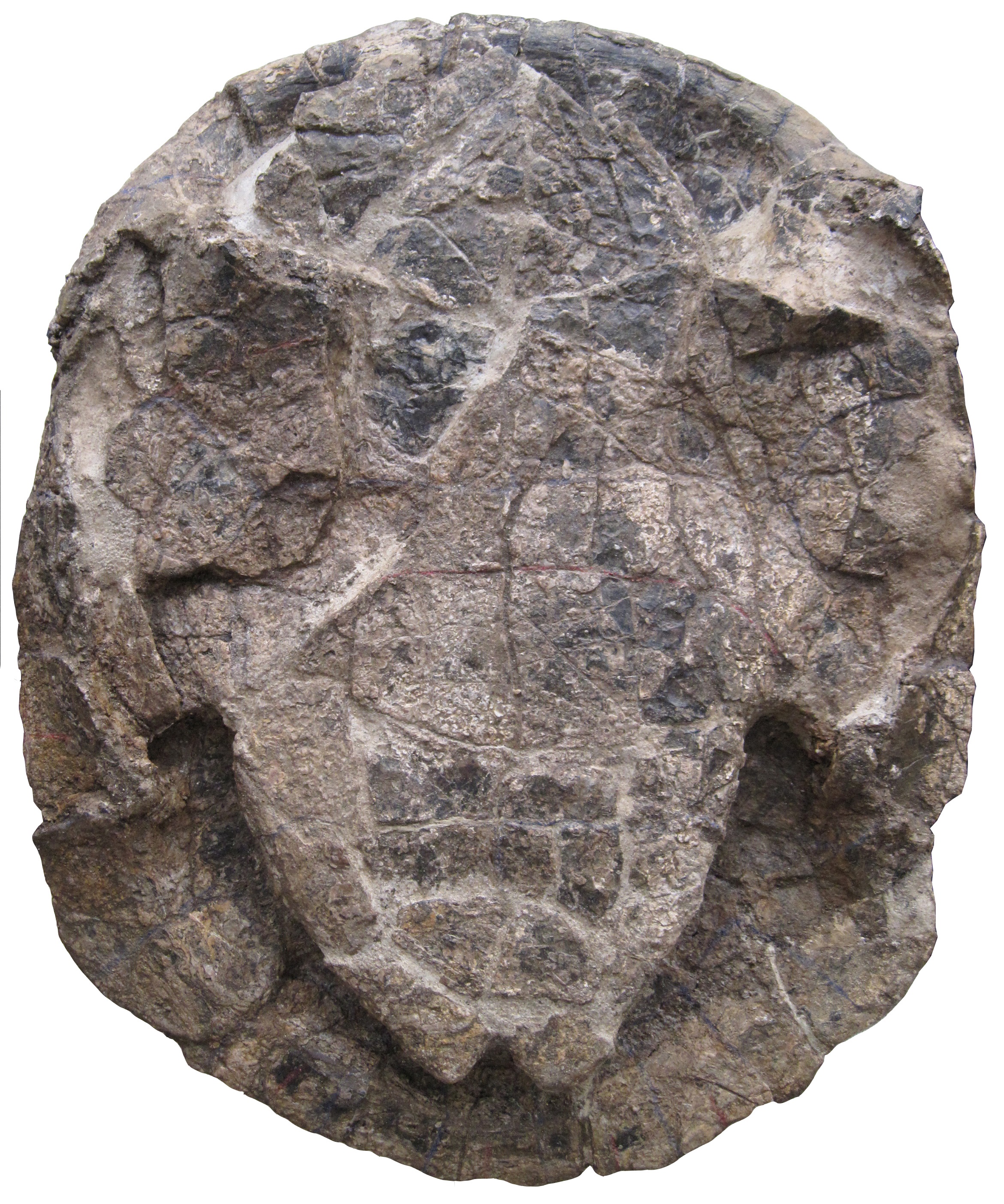 Turtle Fossil