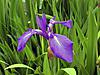 Click image for larger version. 

Name:	61 Iris in pond .FZ45.10.6.13.jpg 
Views:	14 
Size:	72.5 KB 
ID:	4893