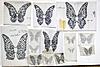 Click image for larger version. 

Name:	480 Butterfly designs.jpg 
Views:	40 
Size:	87.2 KB 
ID:	9405