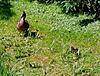 Click image for larger version. 

Name:	156 Duckling in Savill Gdn.13.6.12.jpg 
Views:	8 
Size:	99.5 KB 
ID:	3660