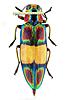 Click image for larger version. 

Name:	jewelbeetle1.jpg 
Views:	30 
Size:	39.2 KB 
ID:	7659
