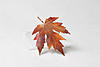 cl Copper Leaf Brooch 2.jpg