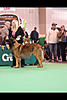 Click image for larger version. 

Name:	leonberger1.jpg 
Views:	14 
Size:	33.1 KB 
ID:	3999