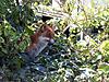 Click image for larger version. 

Name:	Fox on shed roof B. 3.5.14.jpg 
Views:	39 
Size:	102.7 KB 
ID:	6065