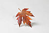 cl Copper Leaf Brooch 2.jpg