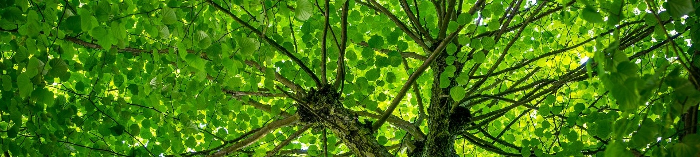 Leaves in the shape of a foot on grass